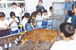 子牛のお世話頑張ります　富山・池多小児童、３ヵ月間愛情込め