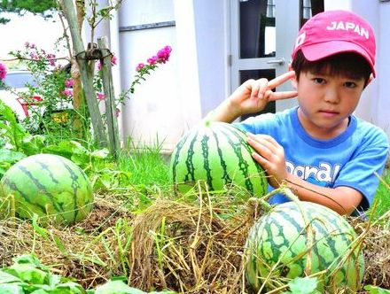 「種を道具箱に入れておいたら…芽が出た」 給食スイカの種が結実　松田小学校で試食　沖縄・宜野座村