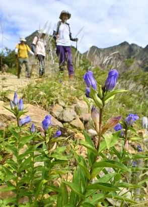 那須岳に秋の訪れ　リンドウが見頃、登山者楽しむ