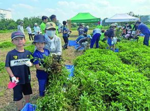 JAにしたま、親子農業体験　たわわに実った落花生収穫