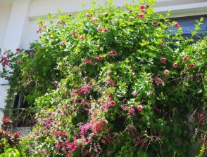 緑に映える紫とピンクの花、競うように咲く　沖縄・うるま市の民家