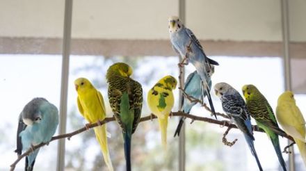 セキセイインコかと思ったら...本物にしか見えない作品に「カミセイインコ」と名付ける人も