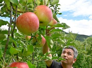 寒暖差で締まった実たわわ「久々野のリンゴ」収穫スタート　岐阜・高山市