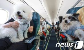 韓国・飛行機搭乗のペット、今年は既に11万匹…航空各社「大切なお客様」サービス競争