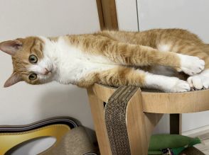 「落ちますよ」ピーンと真横に伸びた愛猫の体勢が重力を感じさせない…何をしていたのか状況を飼い主に聞いた