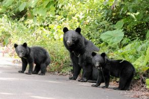 クマ出没過去最多ペース　親グマ捕獲増→歩き回る子グマ増の可能性も