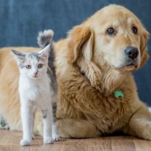 愛犬・愛猫を守り災害に備える！　ペットのための防災の心得と必要な避難グッズ