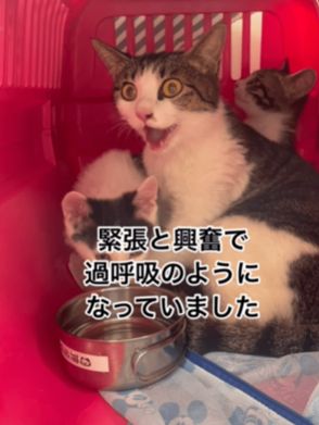 子猫を守り『過呼吸状態』の野良猫…「心が震えました」その後の変化に反響　保護活動をする理由を聞いた