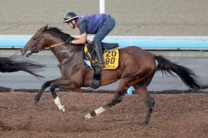 【産経賞オールカマー】1週前追い　レーベンスティールは美浦Wコース3頭併せでラスト11秒5　田中博師「少しずつ完成の域に」