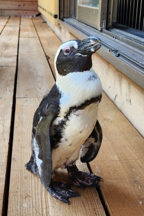 逃走45キロ、2週間ぶりペンギンを捕獲 愛知