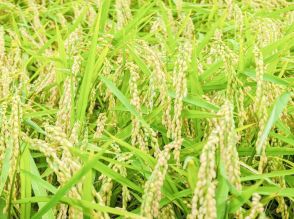 処暑のころから「気を付け始めるべき」季節の変わり目の食養生とは？【田野岡メソッド】