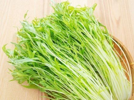 水菜は葉が溶ける前に即冷凍して！簡単な冷凍方法と活用のコツを野菜ソムリエが解説