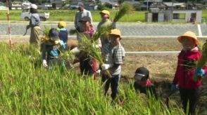 「思ったより難しかった」北宇和高校三間分校の田んぼで、小学生が稲刈り交流会 愛媛県・宇和島市三間町