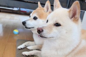 「いぬの地団駄」　柴犬姉妹が見上げて待っていたもの　シンクロする動きに「たまりません～」の声