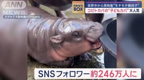 コビトカバの“子どもカバ”世界中から見物客続々！その名も「モチモチ豚団子」