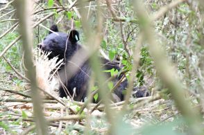 富士宮でツキノワグマ親子捕獲　ニホンジカ用のわなに2頭　地元猟友会「頻発している」