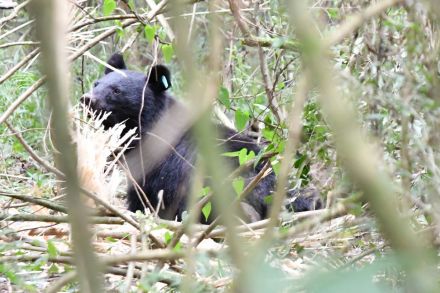 富士宮でツキノワグマ親子捕獲　ニホンジカ用のわなに2頭　地元猟友会「頻発している」