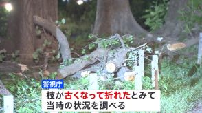 遊歩道の大きなイチョウの木の枝が落下　男性が下敷きとなり死亡　古くなって折れた可能性も　東京・日野市