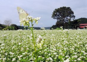 ソバの花 残暑に映え【岩手】