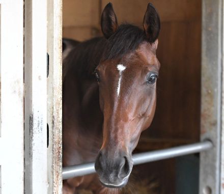 【今週の注目新馬】イブニングタイドは追い切りの動き抜群　母が米ＧⅠ２勝の血統馬