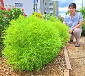 「実物は柔らかくてかわいい」　まるで球体のよう！「紅葉する草」コキア、ふんわり成長　足を止める通行人　沖縄・名護市