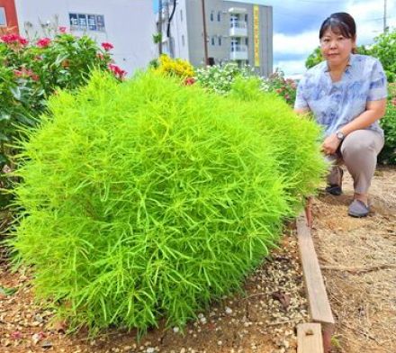 「実物は柔らかくてかわいい」　まるで球体のよう！「紅葉する草」コキア、ふんわり成長　足を止める通行人　沖縄・名護市