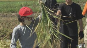 「令和の米不足」だけど…小学5年生が稲刈り体験「思ったより難しくない」