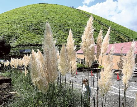 白い花穂　風になびきふわり　伊豆シャボテン動物公園でパンパスグラス見頃