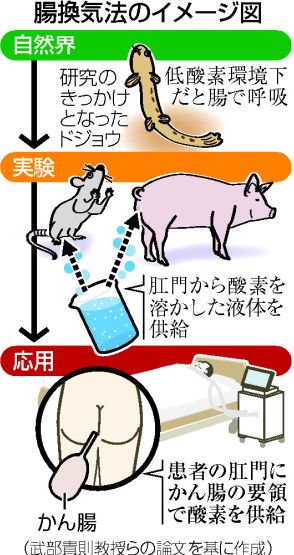 【図解】「腸呼吸」でイグ・ノーベル賞＝哺乳類も肛門から酸素吸収―東京医科歯科大の武部教授ら・米