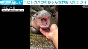 コビトカバの赤ちゃん　名前の意味は「もちもち豚だんご」世界的人気に　タイ