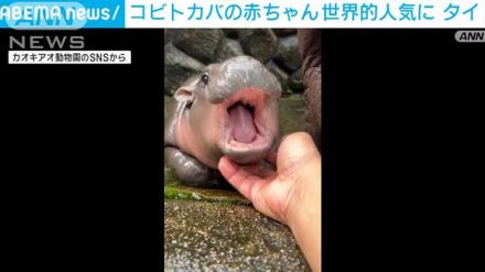 コビトカバの赤ちゃん　名前の意味は「もちもち豚だんご」世界的人気に　タイ