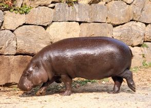 タイで生まれたコビトカバの赤ちゃん、かわいいルックスで世界中で人気