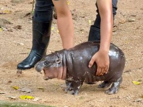 カバの赤ちゃん、日本でも注目　名前は「豚肉団子」　タイ