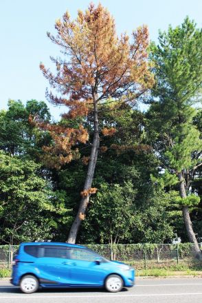 〝松くい虫病〟被害続出　市内で猛威、庭木や防風林が変色【宇部】