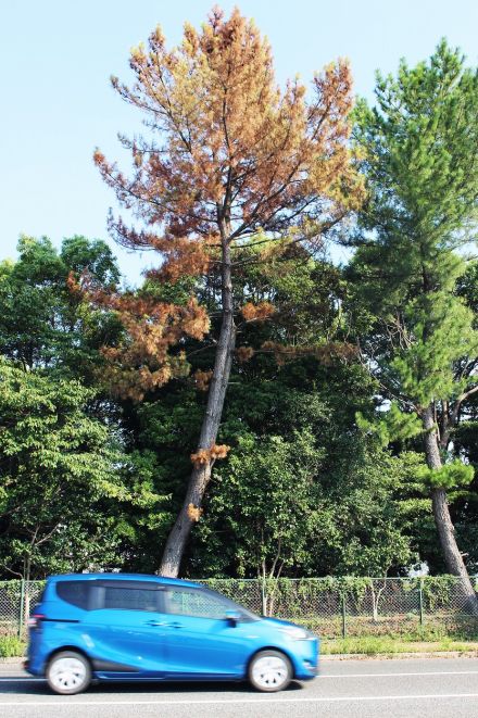 〝松くい虫病〟被害続出　市内で猛威、庭木や防風林が変色【宇部】