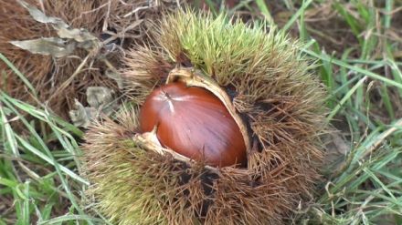 【異変】残暑で栗が育たない！？曼珠沙華の開花に影響が…異例の残暑で観光名所から不安の声