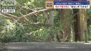 イチョウ並木“折れて”男性が枝の下敷きになり死亡　“危ない木”わかる？