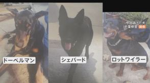 逃げ出したドーベルマン・シェパード・ロットワイラー大型犬3頭見つかる　千葉・四街道市