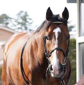 プログノーシスが豪遠征へ東京競馬場で検疫入り　29日に出国予定