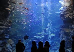 遭遇した人はラッキーかも？京都水族館から飛び出してきた、ある生き物と相乗りできるレアタクシー