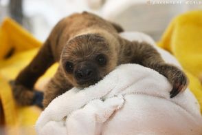 フタユビナマケモノの赤ちゃん誕生　和歌山・アドベンチャーワールド