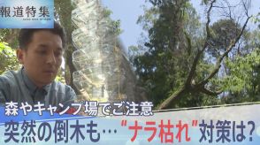 「あんなの落ちてきたら死にますよ」 突然の倒木で人命が奪われることも… 首都圏で急増中の“ナラ枯れ”　対策は?（2023年7月29日放送）【報道特集】