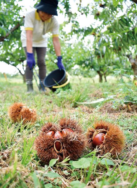 ブランド栗「高麗川マロン」収穫始まる　埼玉・日高市　「甘くほくほく感」　突風で枝折れる被害も収量は例年並み　きょう14日から専用直売所で土日に販売