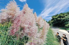 パンパスグラス秋の訪れ感じ　氷見あいやまガーデン