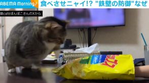 お菓子タイムを邪魔するマンチカン 素早い反応でブロックする“可愛いイタズラ”に「手が早いww」「圧を感じますわw」と話題