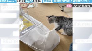 モゾモゾ動く袋をツンツンする猫…中から“まさかのボス”が出てくる様子に「気持ちよく寝てるのに邪魔するにゃ～」など話題