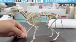 「こんなん欲しいやん」精密に作られた犬の“全身骨格レプリカ模型”に「イヌの服作ってるので購入しました！」など反響