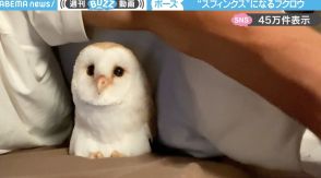 「スフィンクス！？」フクロウの“香箱座り”に「うわっ、ぬいぐるみかと思ったw」「可愛すぎる」と絶賛の声