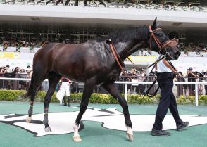 中京未勝利戦を９馬身差圧勝の良血馬サラコスティは黄菊賞を目指す／有力馬情報