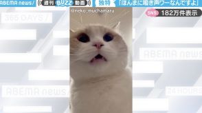 「セミかと思った…」“ワーワー”と鳴く猫に「思ってる以上に“ワー”だw」「可愛すぎて毎日聞ける」と大反響